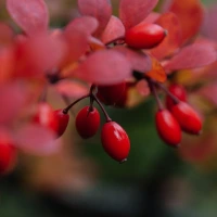 Berberis Berberi indiano Berberis Berberi indiano