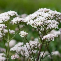 Valeriana fiori Valeriana fiori