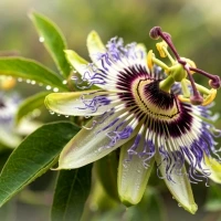 passiflora passiflora