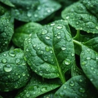 5-MTHF (Quatrefolic®) Folato da Quatrefolic