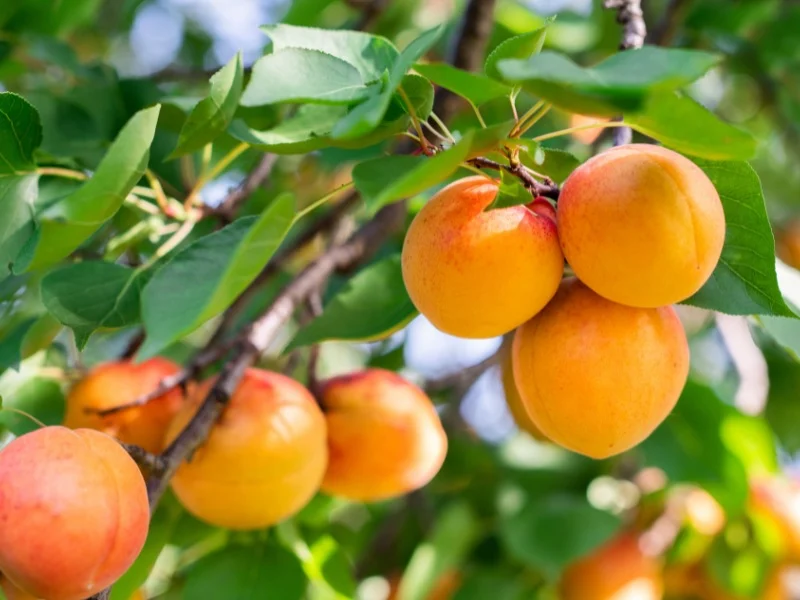 gruppo di albicocche