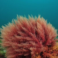 Omotaurina Omotaurina